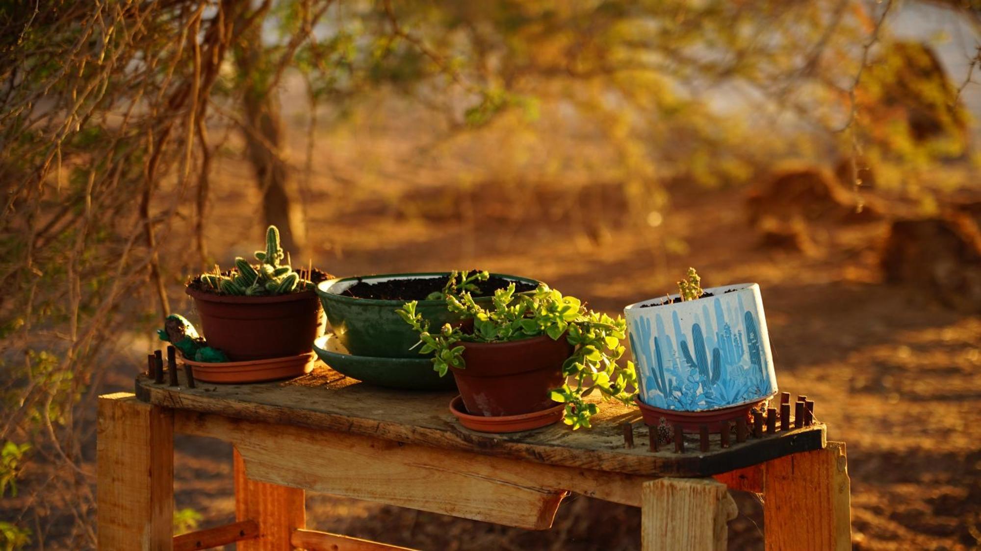 فيلا El Huarango Eco Retreat La Huaica المظهر الخارجي الصورة